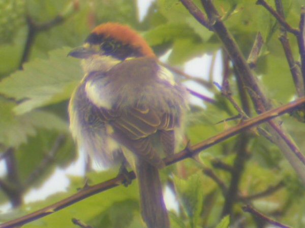 Woodchat Shrike