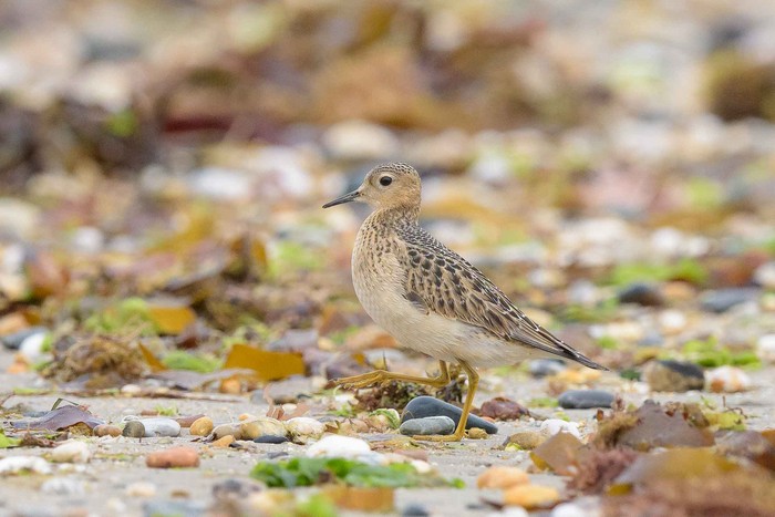Buff-breasted Sandpiper