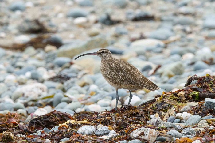 Hudsonian Whimbrel