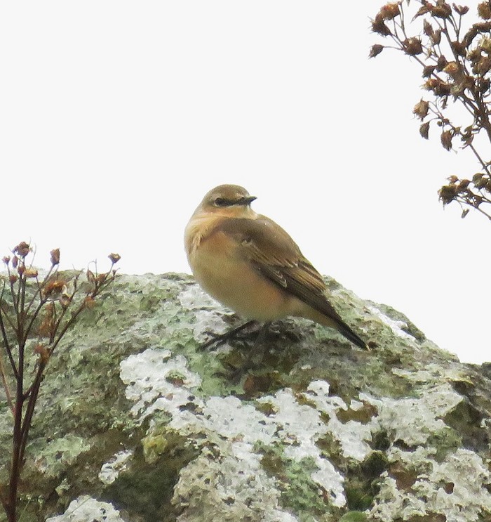 Wheatear