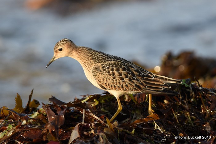 Buff-breasted Sandpiper