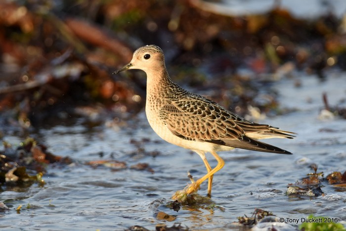 Buff-breasted Sandpiper