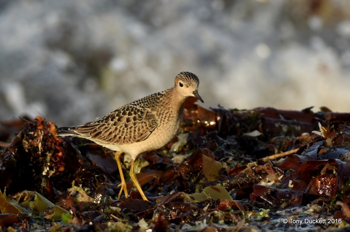 Buff-breasted Sandpiper