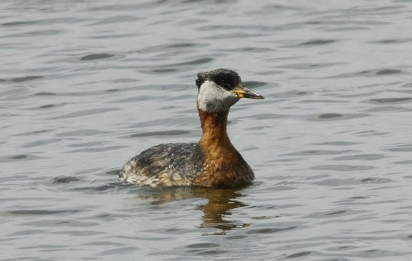 Red-necked Grebe