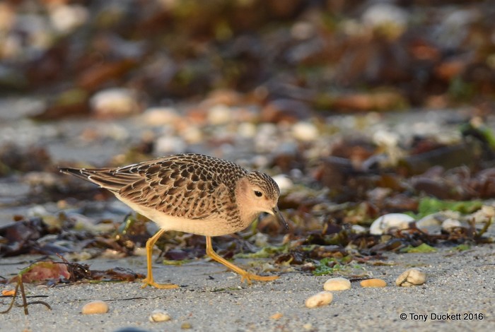 Buff-breasted Sandpiper