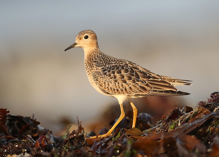 Buff-breasted Sandpiper