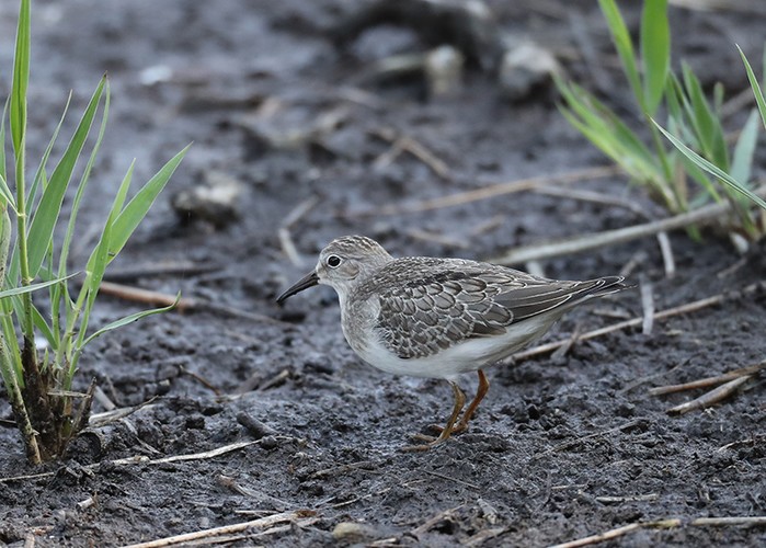 Temminck's Stint