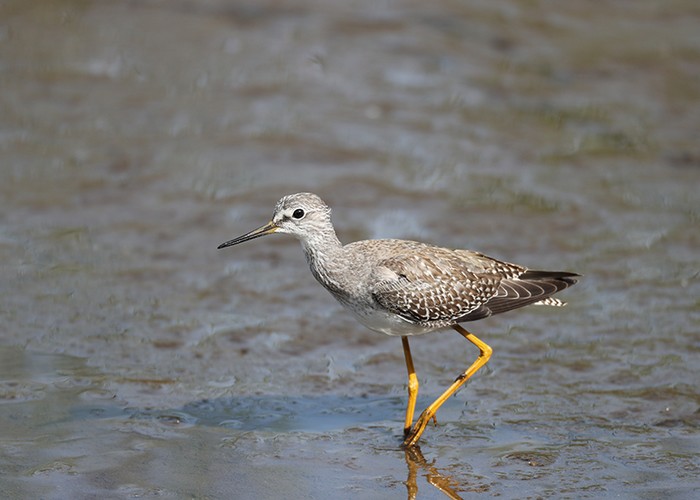 Lesser Yellowlegs