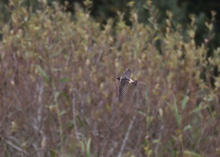 Cliff Swallow