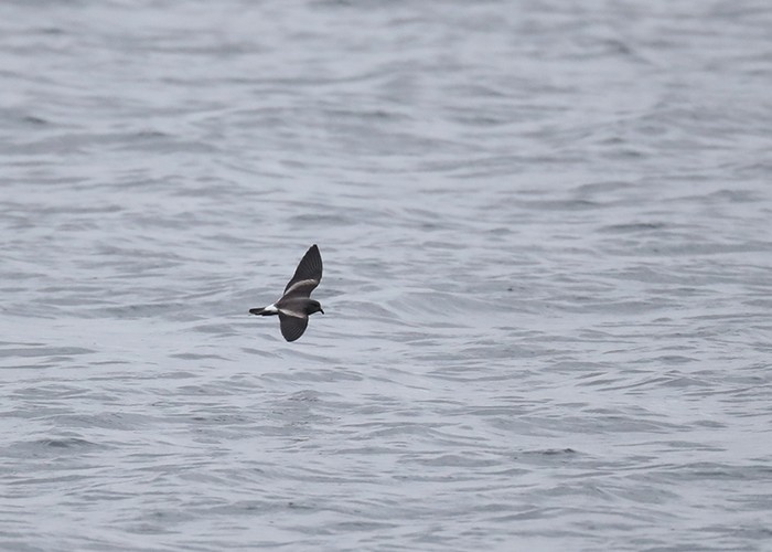 Leach's Petrel