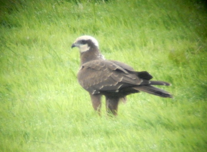 Marsh Harrier