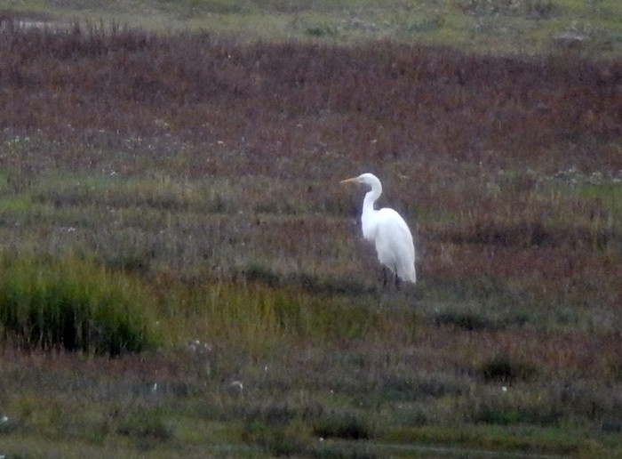 Great White Egret