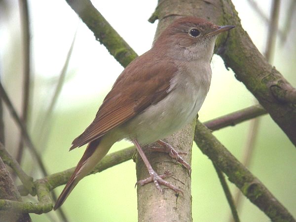 Nightingale