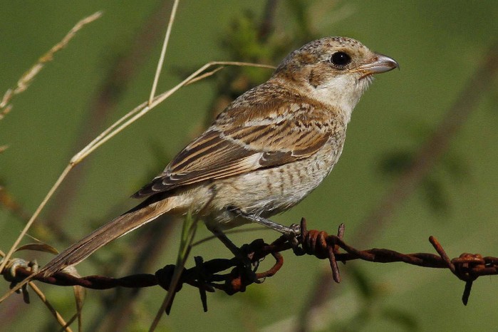 Woodchat Shrike