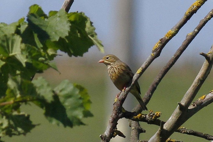 Ortolan Bunting