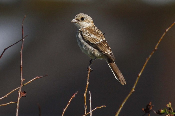 Woodchat Shrike