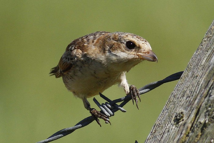 Woodchat Shrike