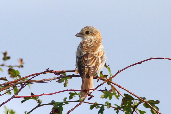 Woodchat Shrike
