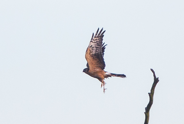 Pallid Harrier