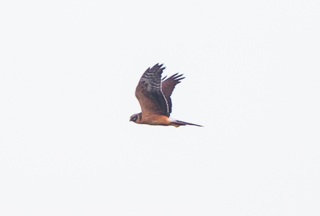 Pallid Harrier