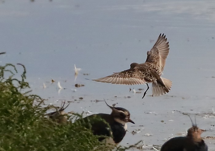 Baird's Sandpiper