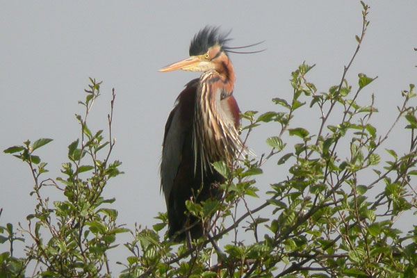 Purple Heron