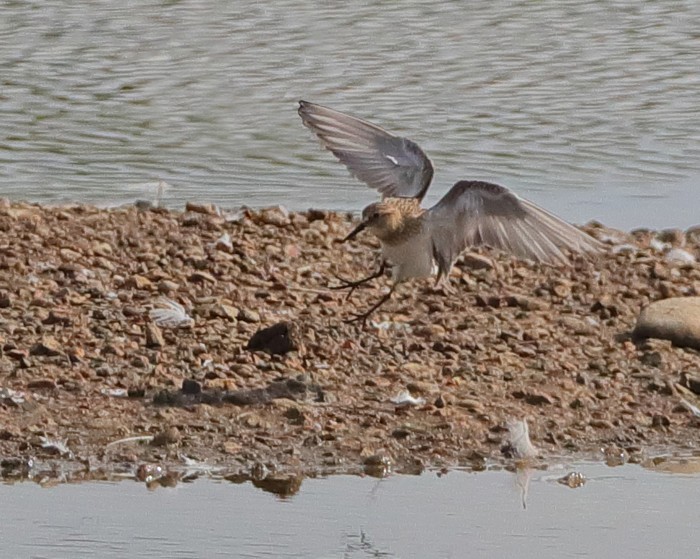 Baird's Sandpiper