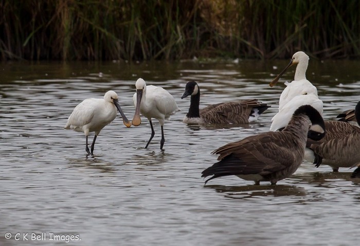 Spoonbill