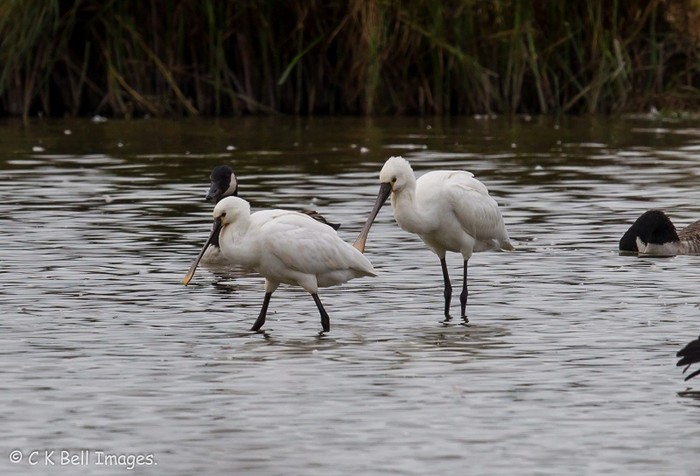 Spoonbill