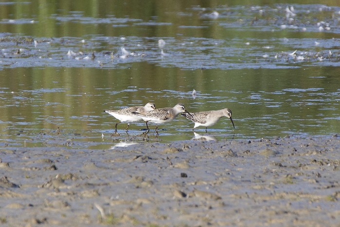 Curlew Sandpiper