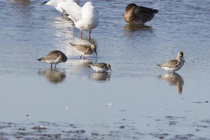 Little Stint