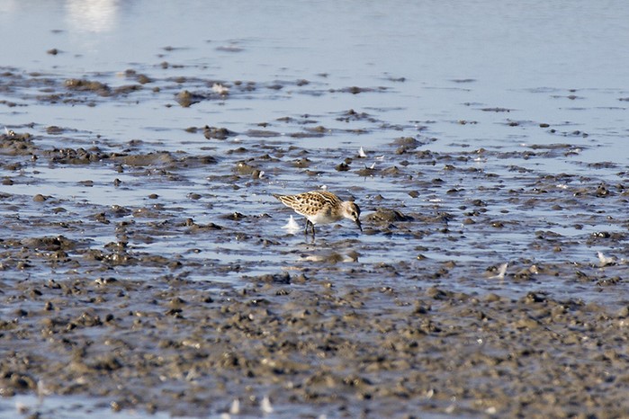 Little Stint