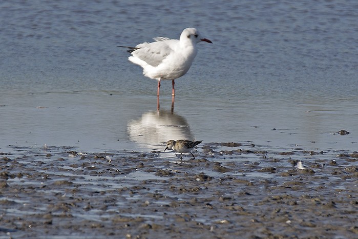Little Stint