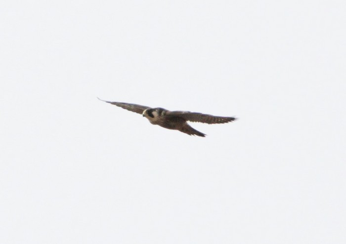 Peregrine