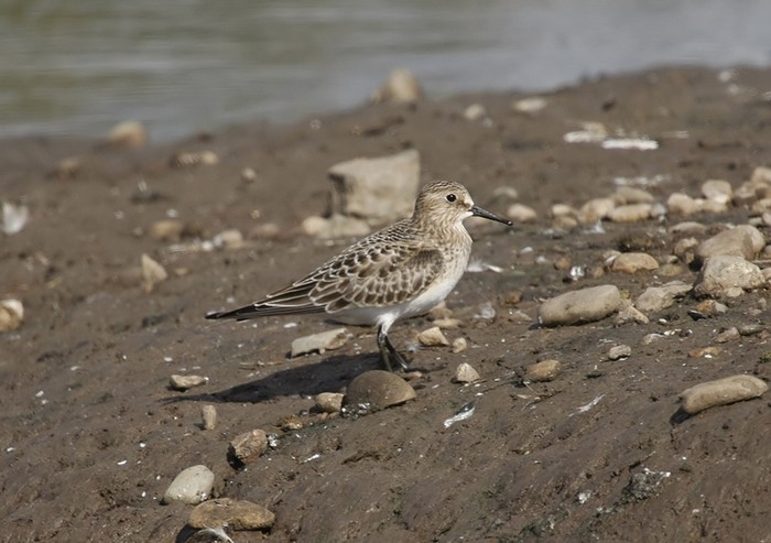 Baird's Sandpiper