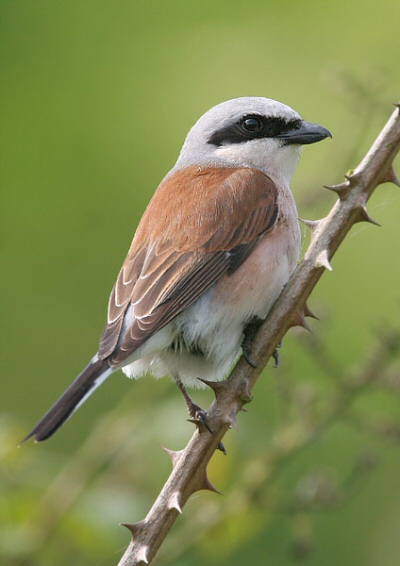 Red-backed Shrike