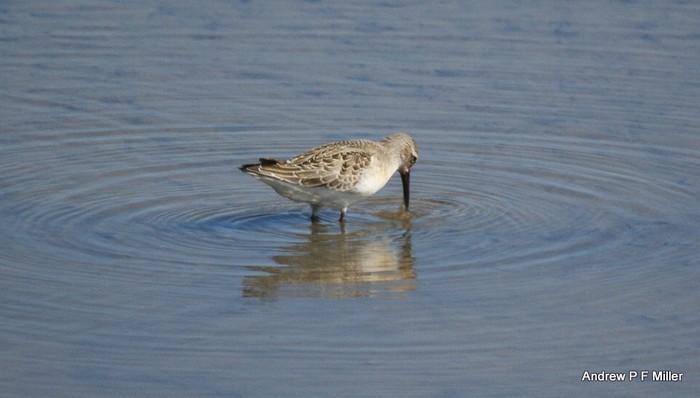 Curlew Sandpiper