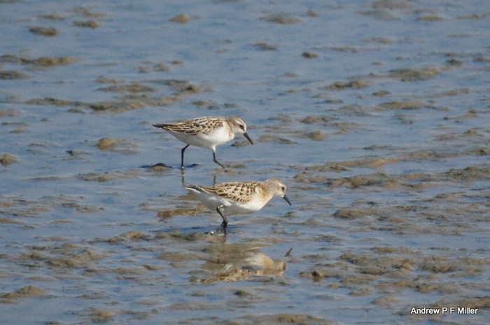 Little Stint