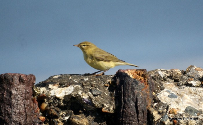 Willow Warbler