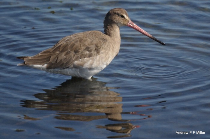 Black-tailed Godwit