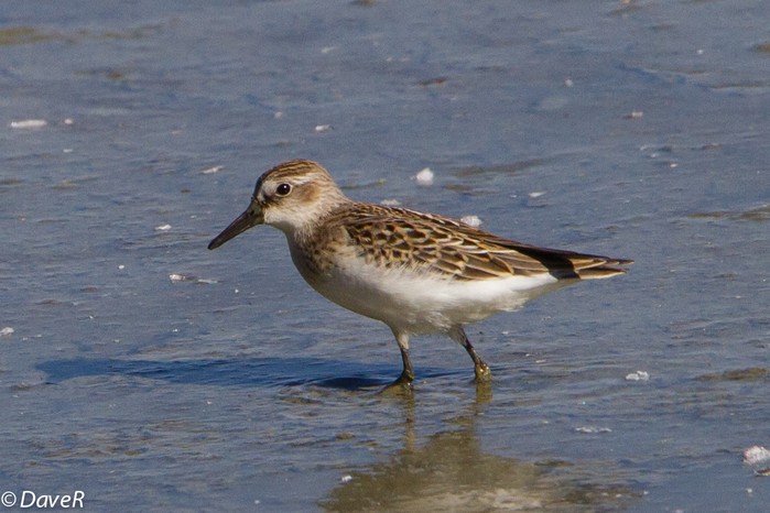 Semipalmated Sandpiper