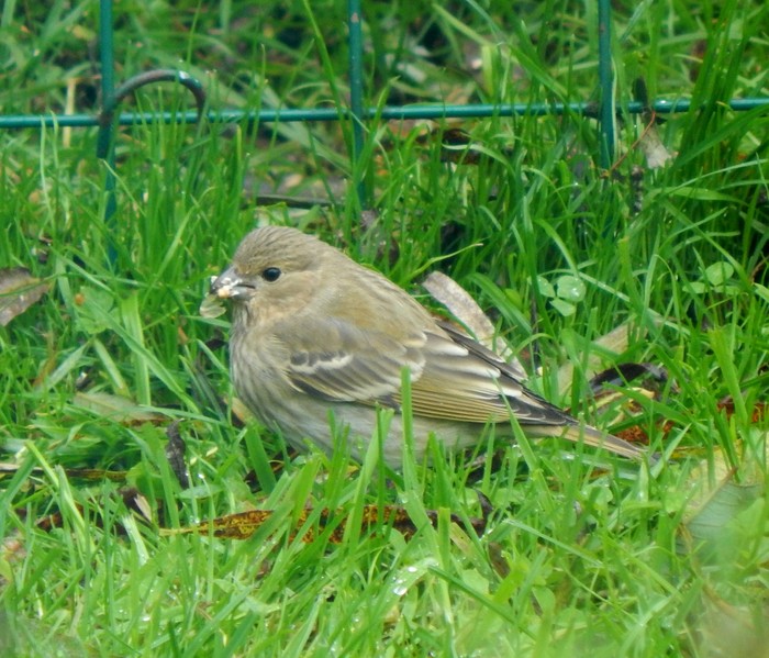 Common Rosefinch