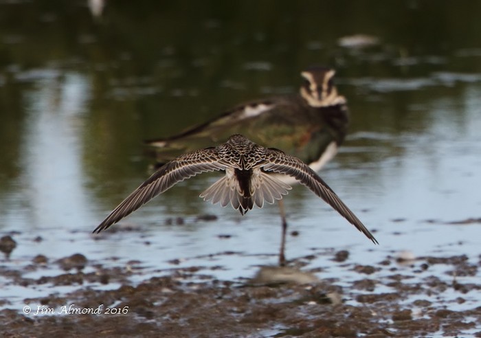 Baird's Sandpiper