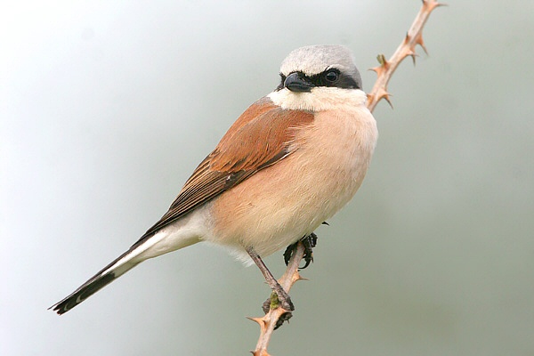 Red-backed Shrike