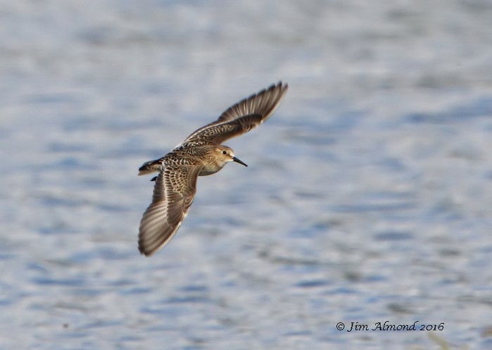Baird's Sandpiper