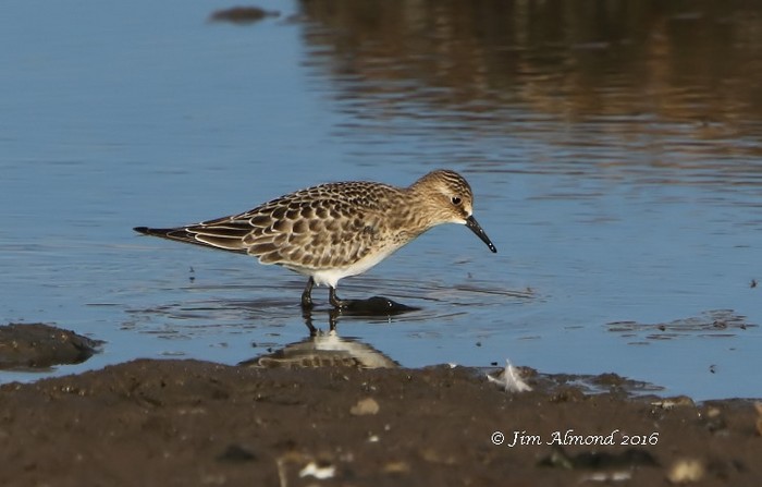 Baird's Sandpiper