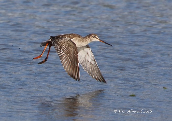 Spotted Redshank