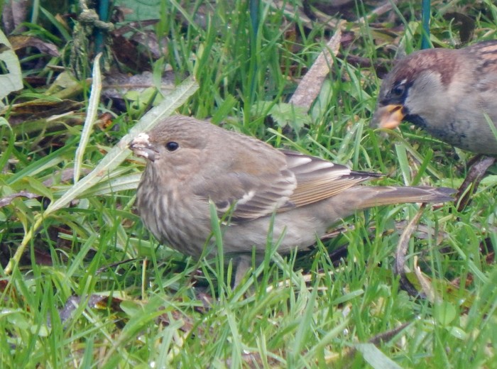 Common Rosefinch