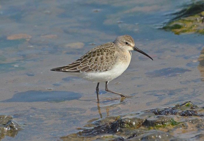 Curlew Sandpiper