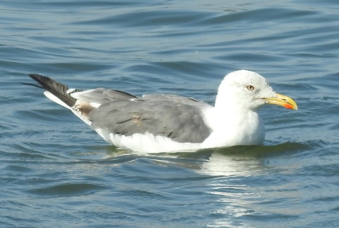 Yellow-legged Gull